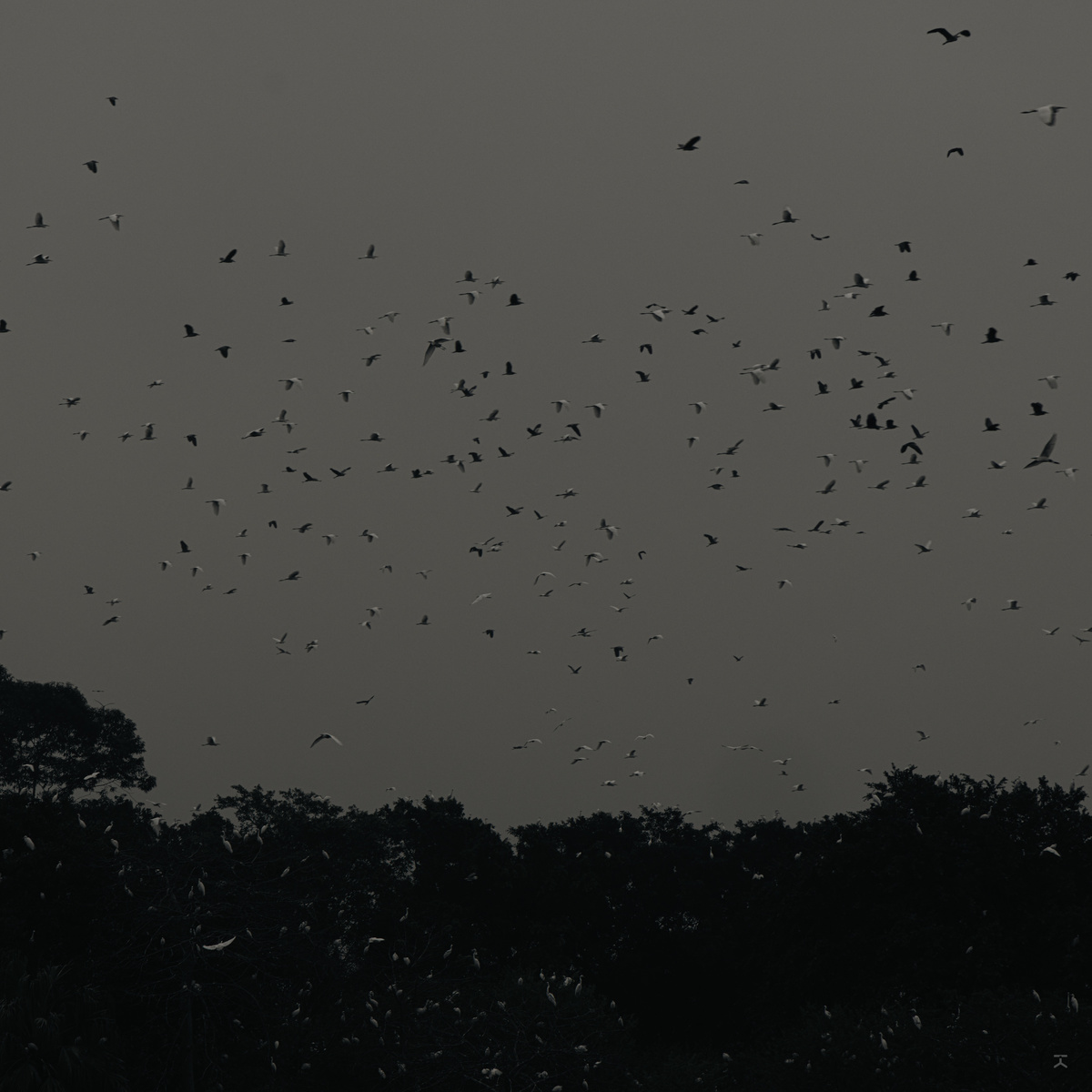 黄昏时分天空中一大群乌鸦飞翔