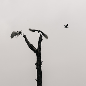 两只黑白相间的鸟儿在死树的顶部飞翔