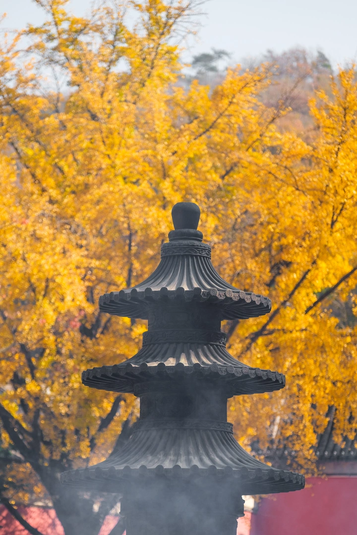 南京栖霞寺银杏
