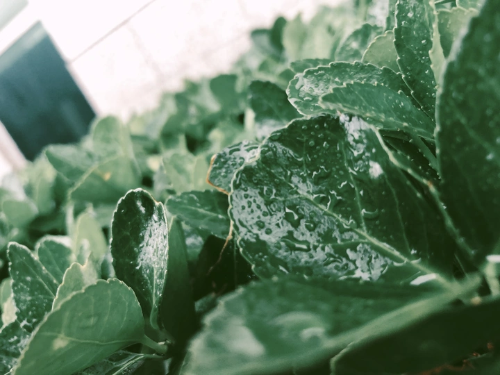 雨天
