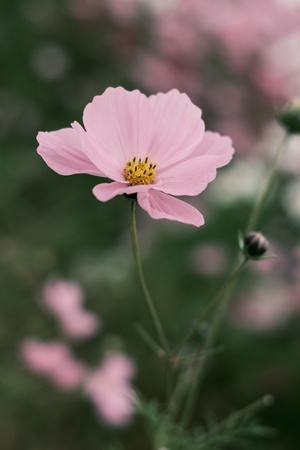 粉红色花朵的近景 背景模糊