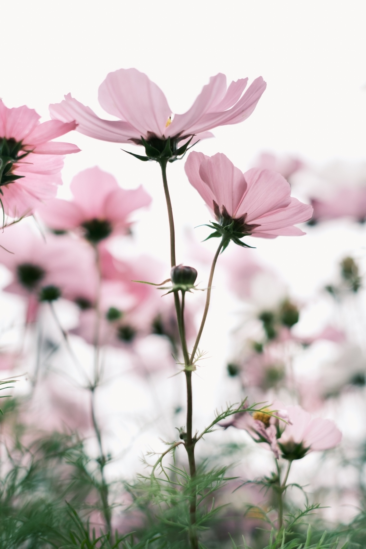 粉红色花朵与白色背景