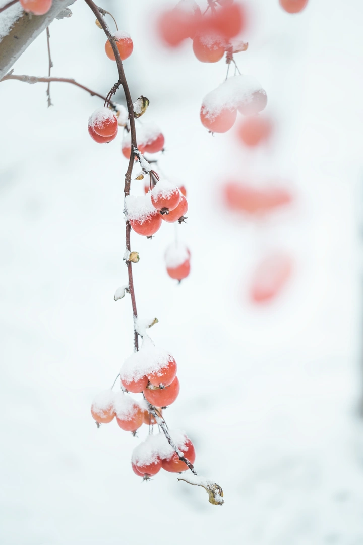 雪中海棠果
