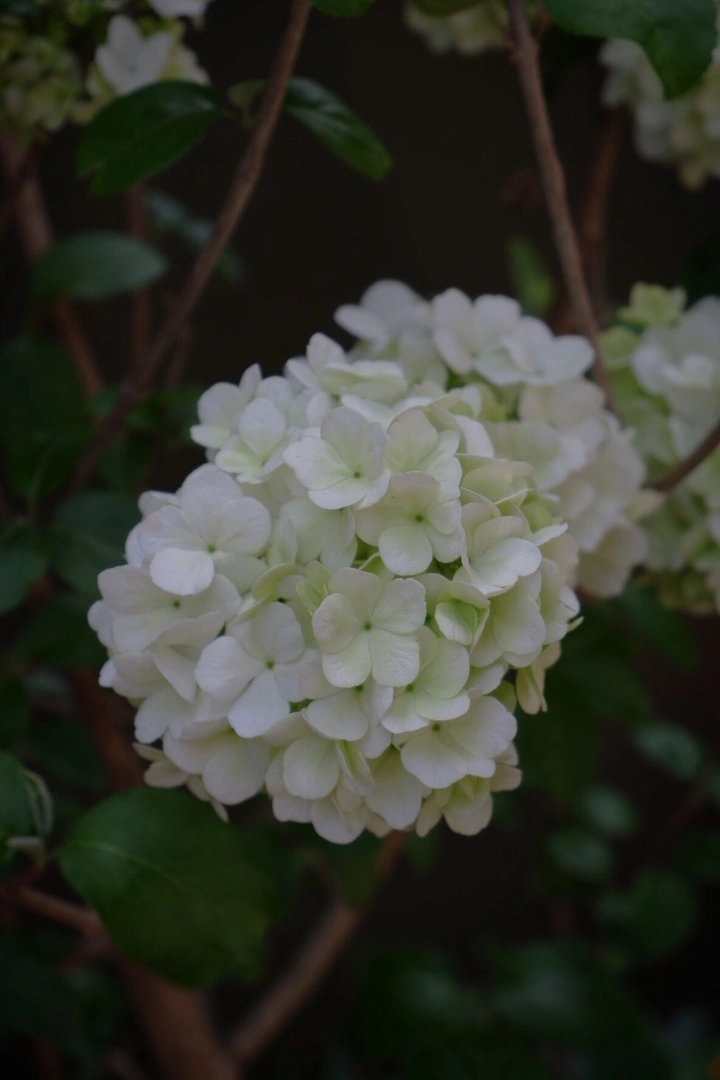 绣球花