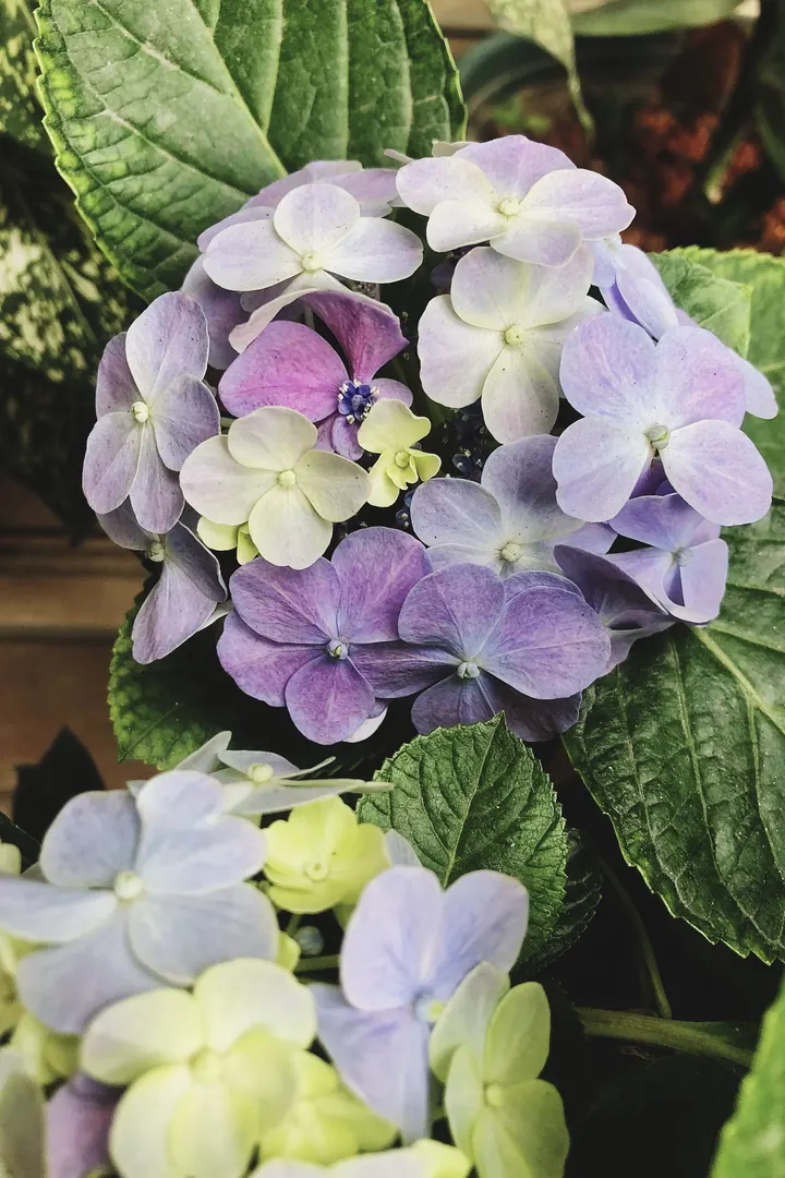 绣球花