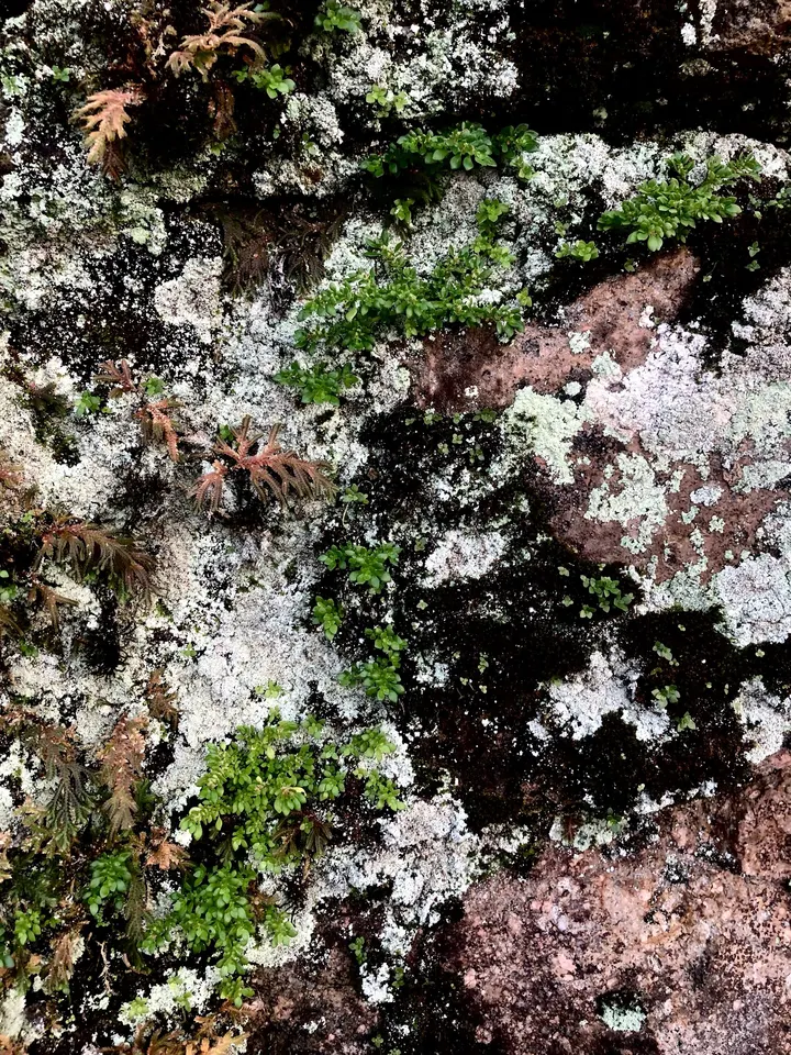 苔藓
