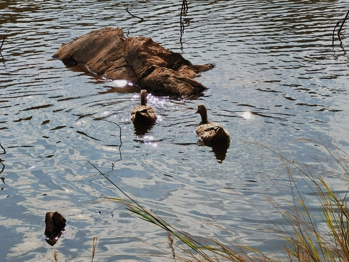 秋水