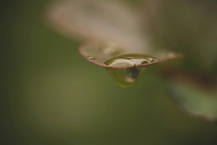 雨后清晨