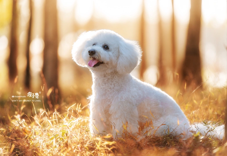 一个小白贵宾犬坐在森林里