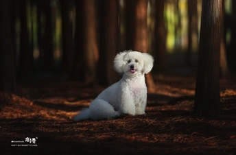 一只小白色狗坐在树木丛生的森林中