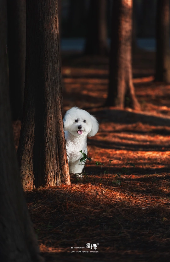一只小白色狗站在一棵棵树的森林中