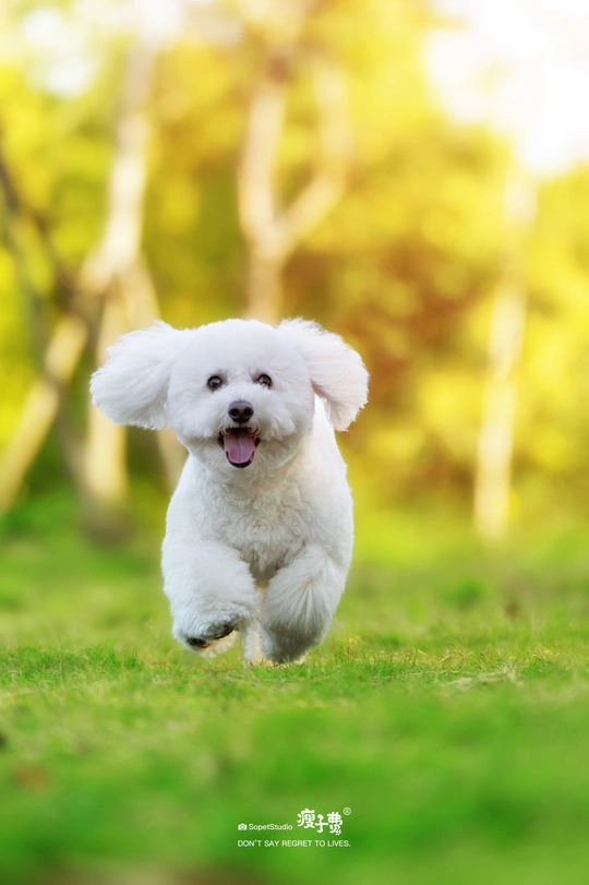 一只小白色狗在森林中的草地上奔跑