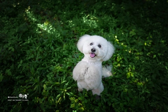 一只坐在绿草地上白色贵宾犬