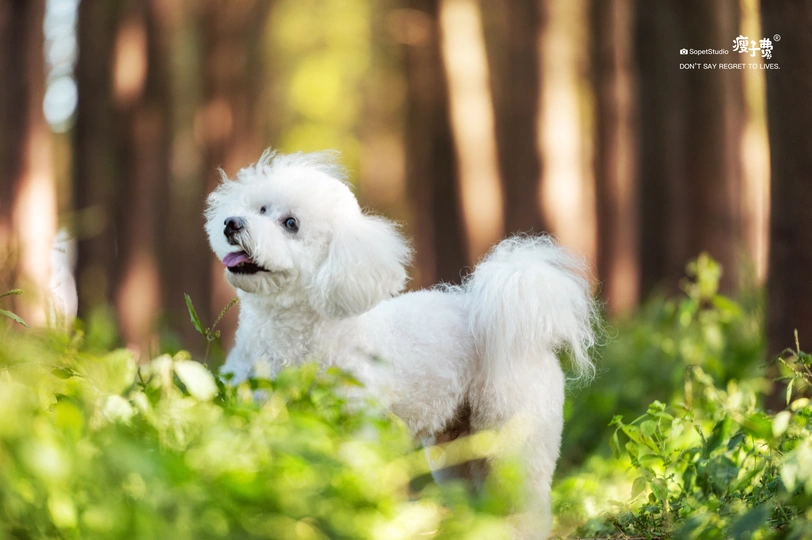 一只小白色贵宾犬站在森林里