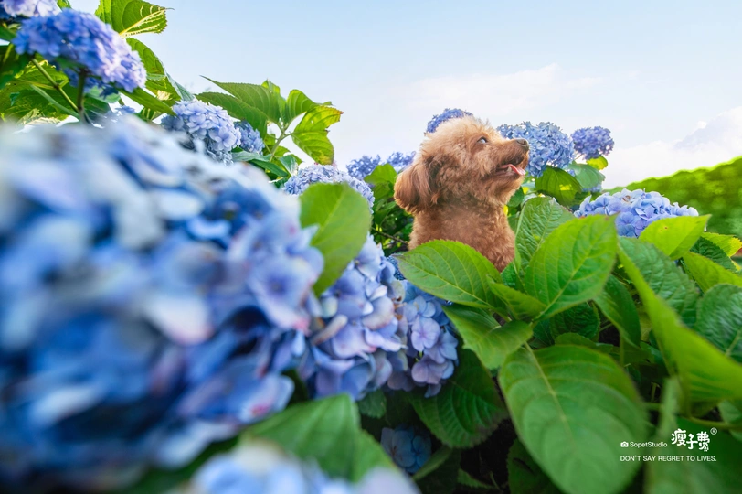 蓝色花丛中的一只小狗