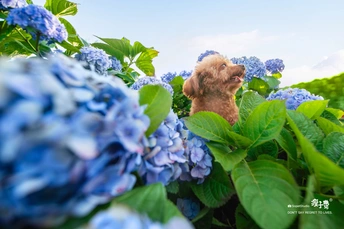 蓝色花丛中的一只小狗