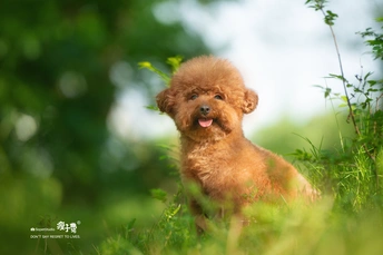 一只小狗坐在茂密的草地上
