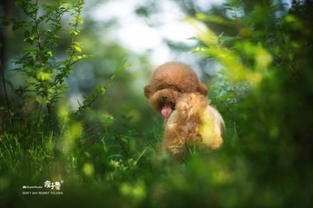 一只小棕色狗坐在森林里 舌头伸出来 背景是绿色的草地和树木。