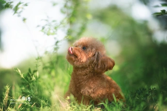 一只小狗坐在绿草地上