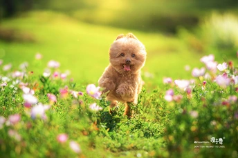 一只小狗穿过草地和花丛