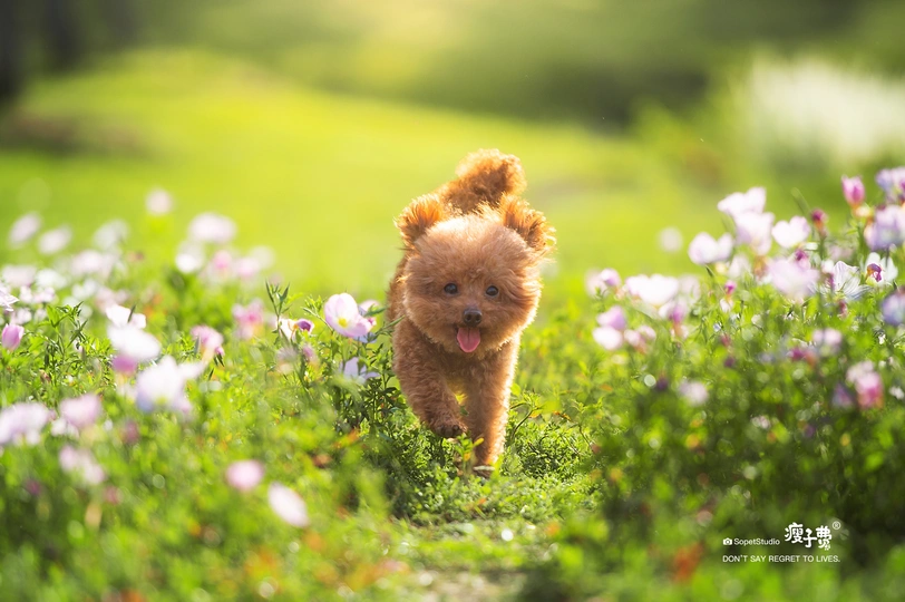 一只小狗穿过一片花丛