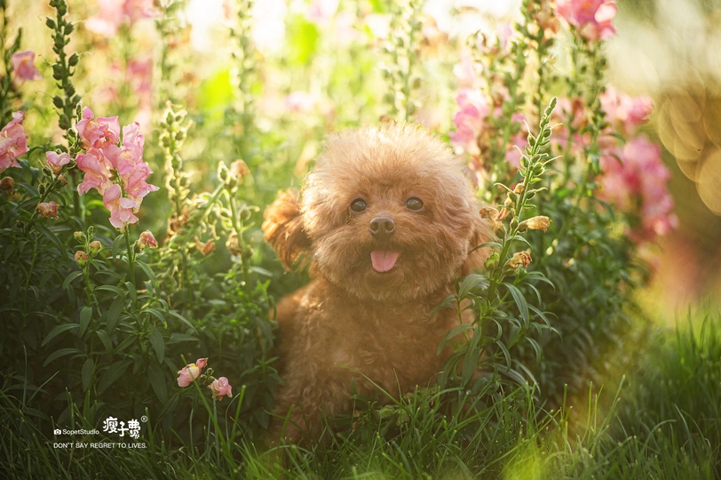 一只小狗坐在一片高草和粉红色花朵的田野中