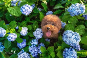 一只伸出舌头的蓝色花丛中隐藏的小狗