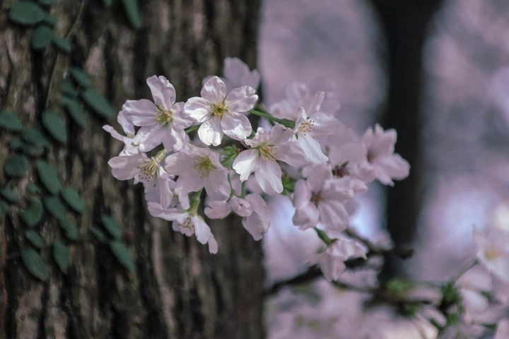 东湖的樱花🌸