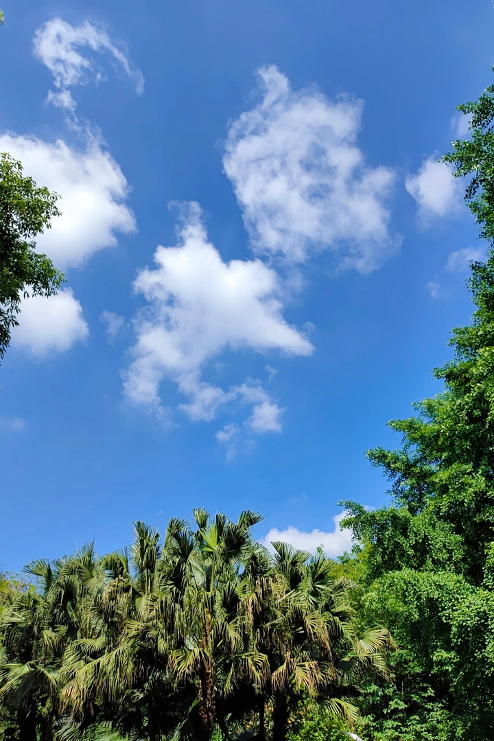手机摄影｜晴天与绿🌴