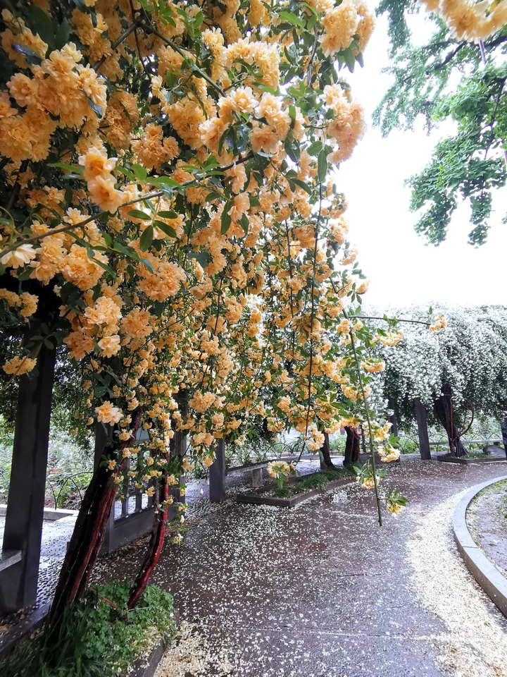 木香：长香漫庭   晚春幽芳