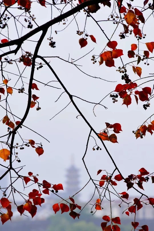 秋天里一棵带红叶的树枝和背景中的塔