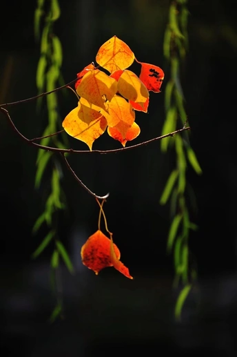 一棵树的树枝上开着橙色的花