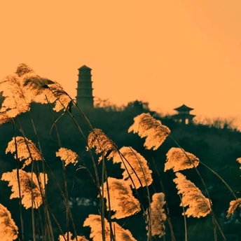 湖边长满芦苇 太阳低垂在天空中。