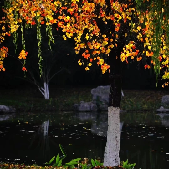 湖边的一棵小树