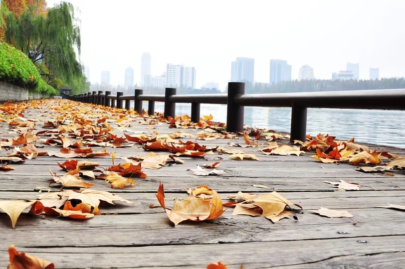 秋天水上的落叶 背景是城市