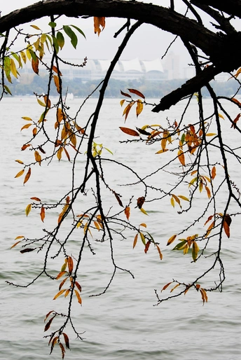 树的一个分枝 俯瞰着一片水域