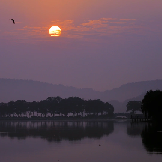 日落或日出时 水体上空飞翔的鸟