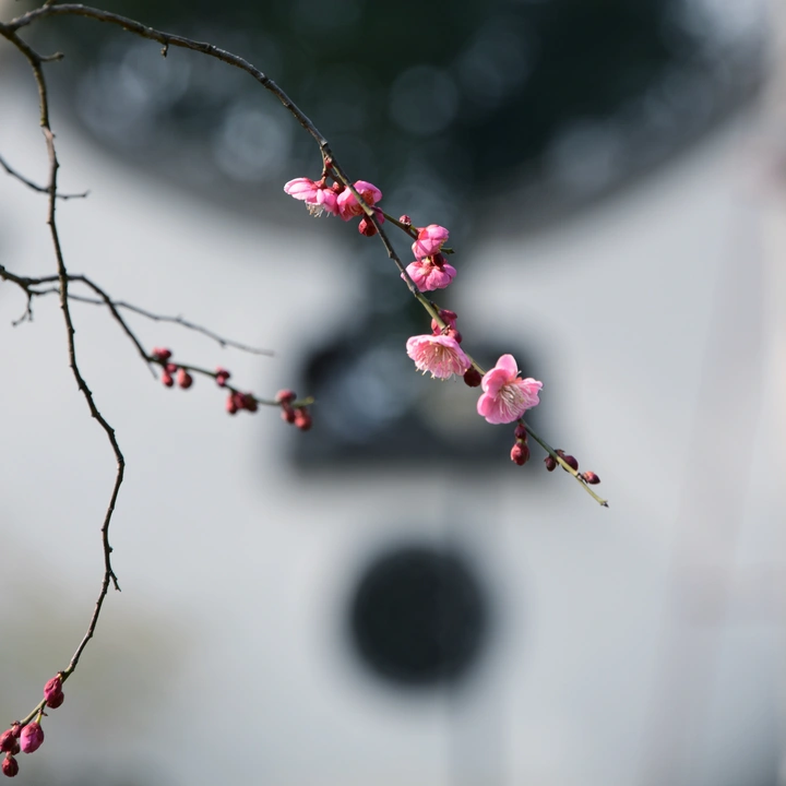 早春之印象
