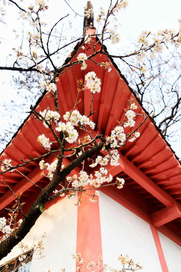 樱花之恋