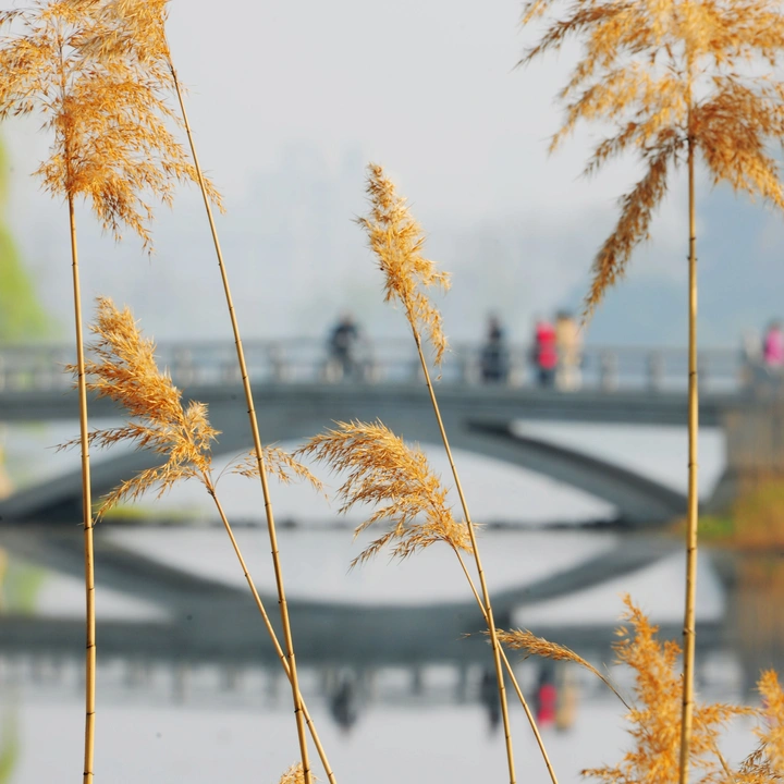 阳春魅影
