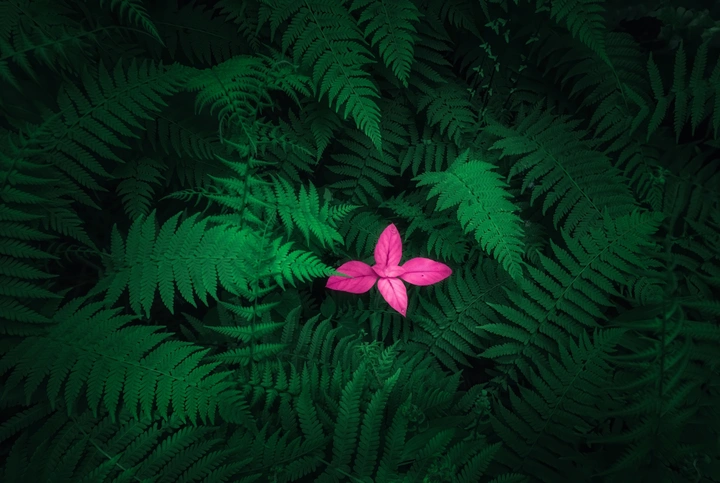 绿茵