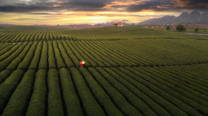 茶园春色