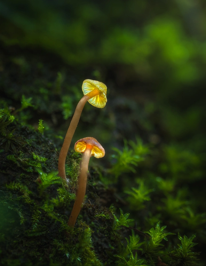 Light in gills