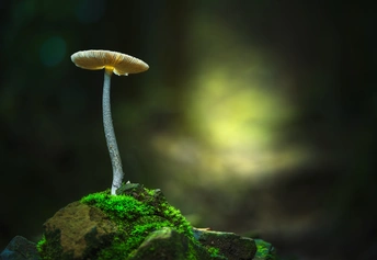 暮光森林