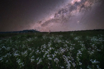 星空下花海