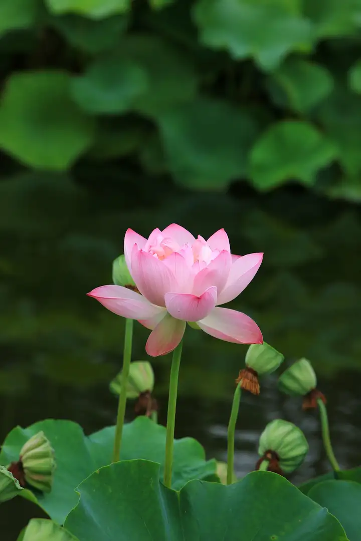 夏日荷塘