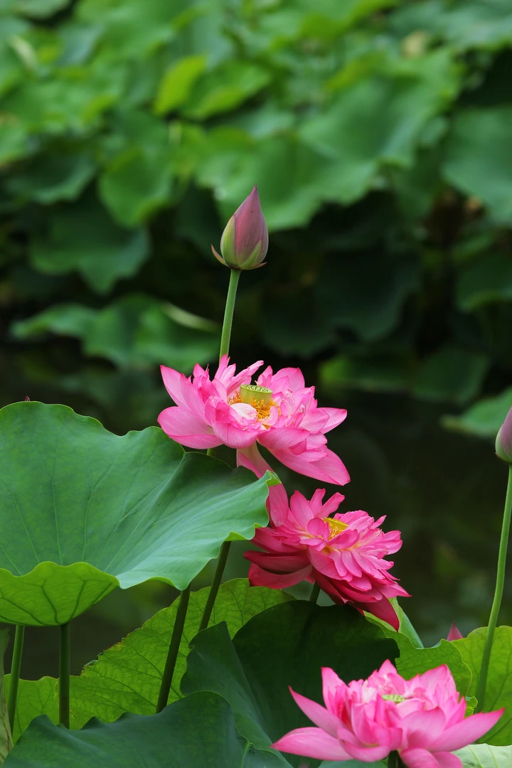 夏日荷花