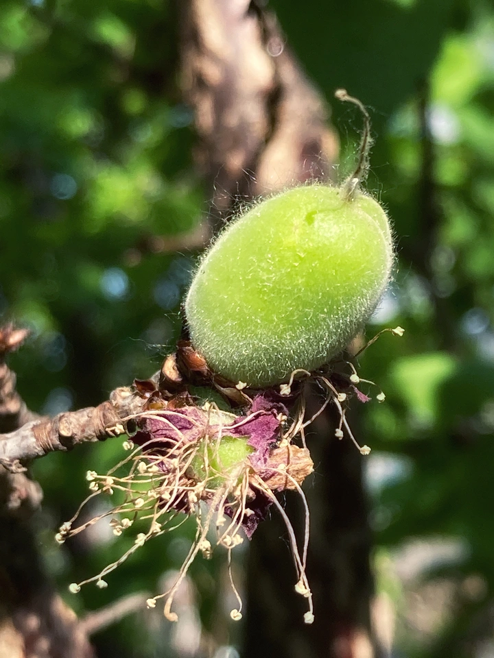 几日未见，繁花变作了硕果
