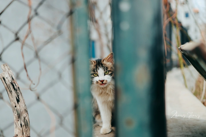 花猫