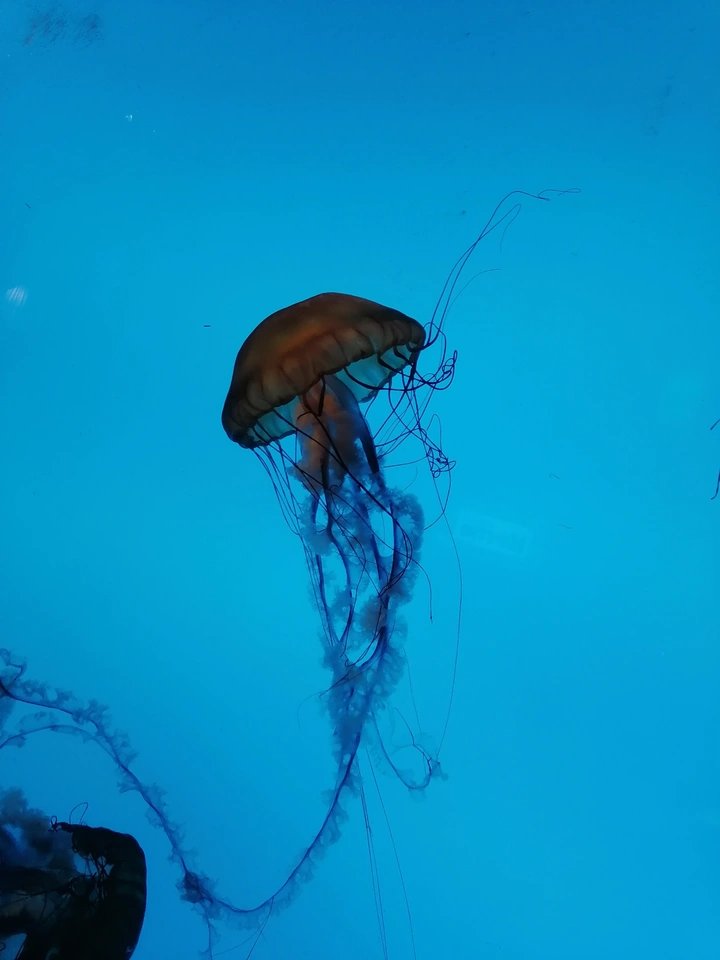 水母